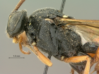 Metopius_hilaroides_SAM-HYM-P001545_head_mesosoma_lateral