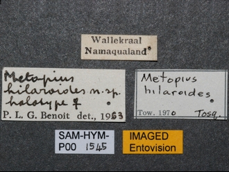 Metopius_hilaroides_SAM-HYM-P001545_labels
