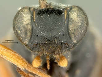 Metopius_hilaroides_SAM-HYM-P001545_mandibles