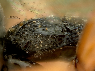 Metopius_hilaroides_SAM-HYM-P001545_segment_metasoma_lateral