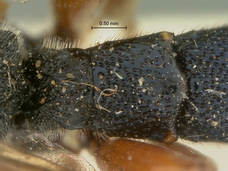 Metopius_hilaroides_SAM-HYM-P001545_segments_metasoma_dorsal