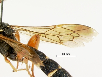 Metopius_hilaroides_SAM-HYM-P001545_wing