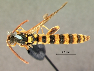 Metopius_latibalteatus_SAM-HYM-P001547_habitus_dorsal