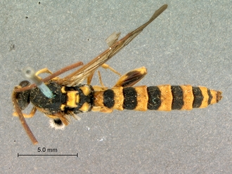 Metopius_latibalteatus_SAM-HYM-P001547_habitus_dorsal