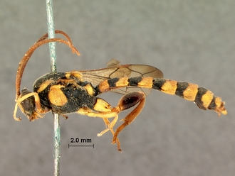 Metopius_latibalteatus_SAM-HYM-P001547_habitus_lateral