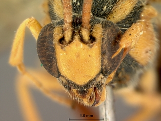 Metopius_latibalteatus_SAM-HYM-P001547_head_frontal