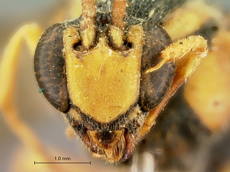 Metopius_latibalteatus_SAM-HYM-P001547_head_frontal