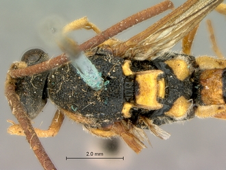 Metopius_latibalteatus_SAM-HYM-P001547_head_mesosoma_dorsal