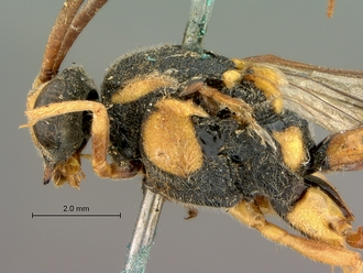 Metopius_latibalteatus_SAM-HYM-P001547_head_mesosoma_lateral