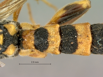 Metopius_latibalteatus_SAM-HYM-P001547_segments_metasoma_dorsal