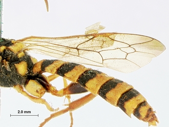 Metopius_latibalteatus_SAM-HYM-P001547_wing