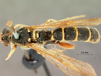Metopius_nigro-ornatus_SAM-HYM-P001519_habitus_dorsal