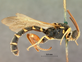 Metopius_nigro-ornatus_SAM-HYM-P001519_habitus_lateral