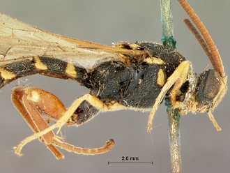 Metopius_nigro-ornatus_SAM-HYM-P001519_head_mesosoma_2
