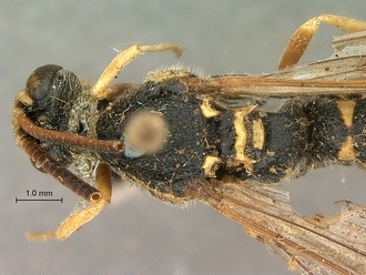 Metopius_nigro-ornatus_SAM-HYM-P001519_head_mesosoma_dorsal