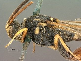 Metopius_nigro-ornatus_SAM-HYM-P001519_head_mesosoma_lateral