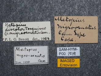 Metopius_nigro-ornatus_SAM-HYM-P001519_labels