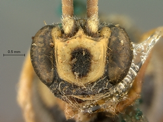 Metopius_nigro-ornatus_SAM-HYM-P001519_mandibles