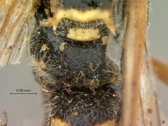 Metopius_nigro-ornatus_SAM-HYM-P001519_propodeum_dorsal