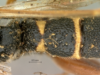 Metopius_nigro-ornatus_SAM-HYM-P001519_segments_metasoma_dorsal