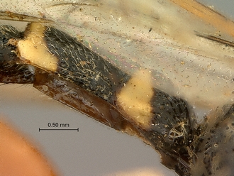Metopius_nigro-ornatus_SAM-HYM-P001519_segments_metasoma_lateral