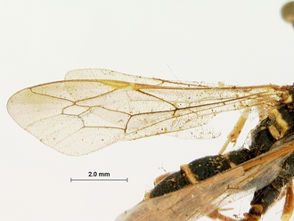 Metopius_nigro-ornatus_SAM-HYM-P001519_wing