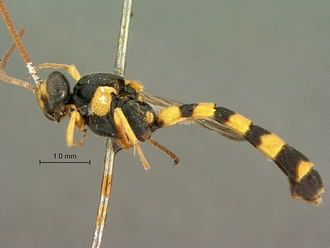 Metopius_strenuus_SAM-HYM-P001554_habitus_lateral