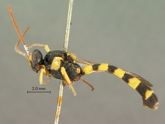 Metopius_strenuus_SAM-HYM-P001554_habitus_lateral
