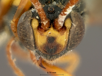 Metopius_strenuus_SAM-HYM-P001554_head_frontal_1