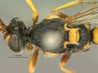 Metopius_strenuus_SAM-HYM-P001554_head_mesosoma_dorsal