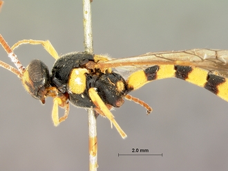 Metopius_strenuus_SAM-HYM-P001554_head_mesosoma_lateral