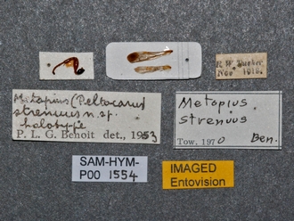 Metopius_strenuus_SAM-HYM-P001554_labels