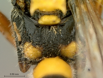 Metopius_strenuus_SAM-HYM-P001554_propodeum_dorsal
