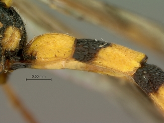Metopius_strenuus_SAM-HYM-P001554_segments_metasoma_lateral
