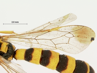 Metopius_strenuus_SAM-HYM-P001554_wing_2