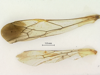Metopius_strenuus_SAM-HYM-P001554_wings
