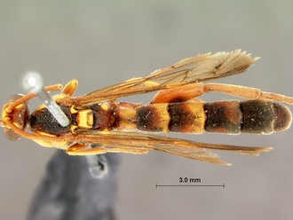 Metopius_zuluanus_SAM-HYM-P001555_habitus_dorsal_1