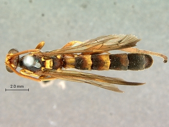 Metopius_zuluanus_SAM-HYM-P001555_habitus_dorsal