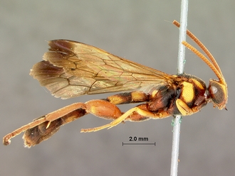 Metopius_zuluanus_SAM-HYM-P001555_habitus_lateral
