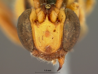 Metopius_zuluanus_SAM-HYM-P001555_head_frontal