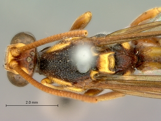 Metopius_zuluanus_SAM-HYM-P001555_head_thorax_dorsal