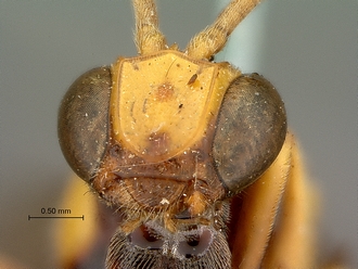 Metopius_zuluanus_SAM-HYM-P001555_mandibles