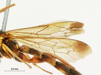 Metopius_zuluanus_SAM-HYM-P001555_wing