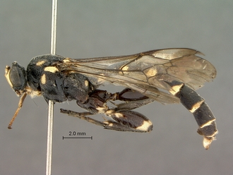 images/Metopius_zuluensis_SAM-HYM-P001570_habitus_lateral_330.jpg