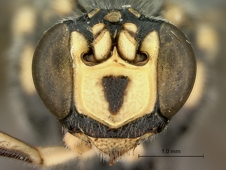 Metopius_zuluensis_SAM-HYM-P001570_head_frontal