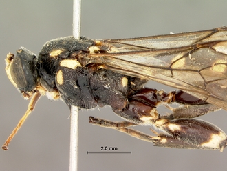 Metopius_zuluensis_SAM-HYM-P001570_head_mesosoma_lateral_1
