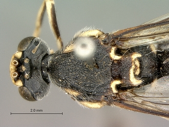Metopius_zuluensis_SAM-HYM-P001570_head_thorax_dorsal