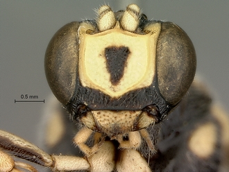 Metopius_zuluensis_SAM-HYM-P001570_mandibles