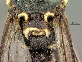 Metopius_zuluensis_SAM-HYM-P001570_propodeum_dorsal