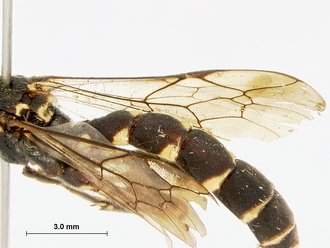 Metopius_zuluensis_SAM-HYM-P001570_wing